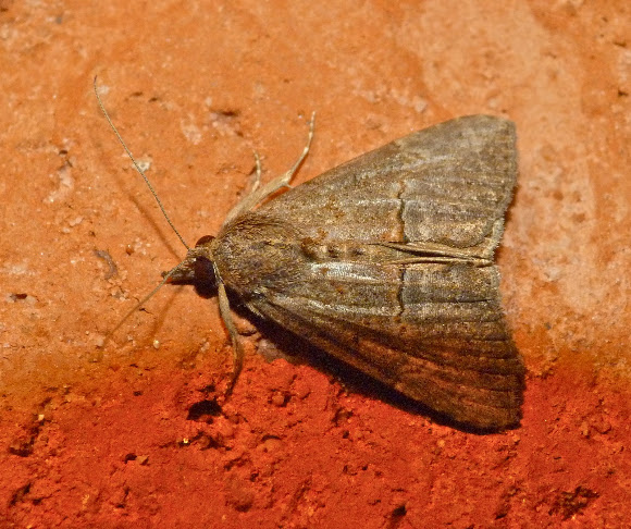 Spotting Image 1