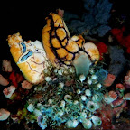 Sponge