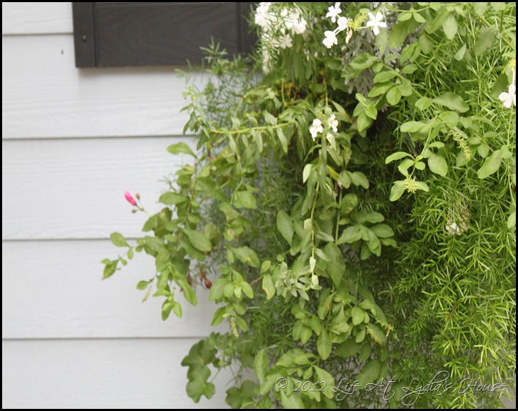 window box 13 window box 13