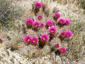 Looking down on a HedgeHog Cactus in Anza Borrego