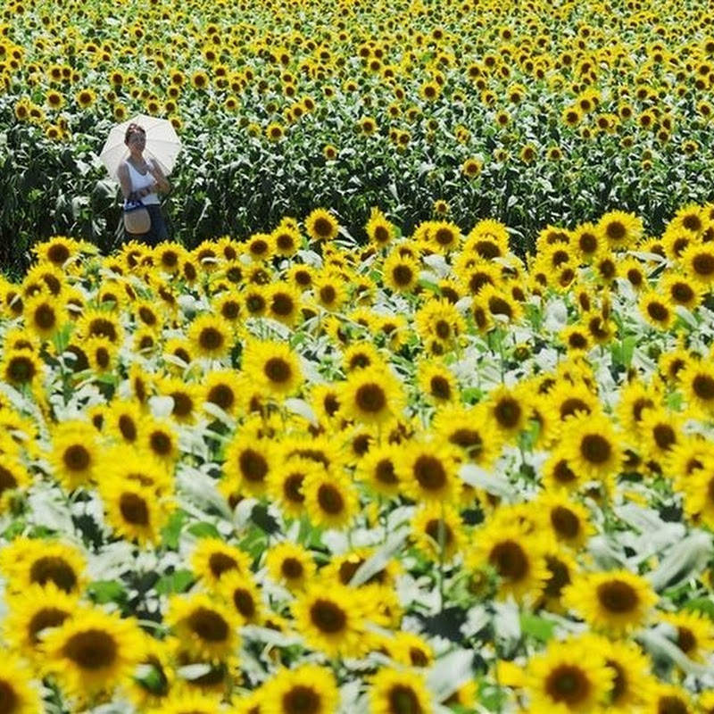 Sunflower Festival in Zama, Japan Amusing