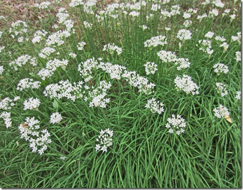 Garlic (aka Chinese) chive blossoms