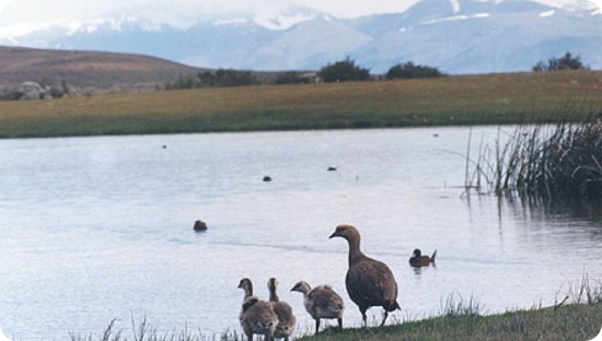 Laguna Nimez patos