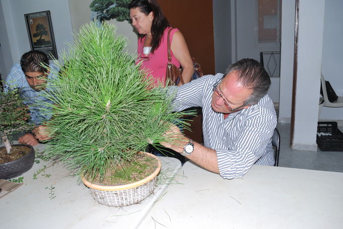 Pinus thunbergii de Juan Ingnacio López