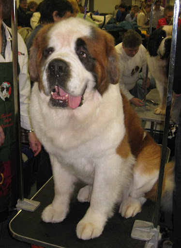 Saint Bernard
