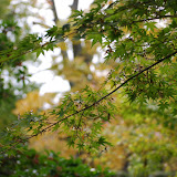 DSC_0275.JPG