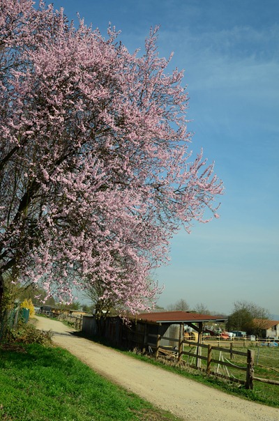 spring walk1 spring walk1