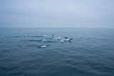 Dolphins - California, USA