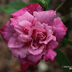 BBG Canon 144.jpg