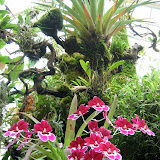 Conservatory of Flowers #2