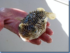 6872 Texas, South Padre Island - Osprey Cruises - Sea Life Safari - touch tank - puffer fish