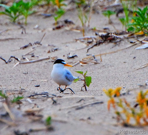 18. least tern on beach-kab