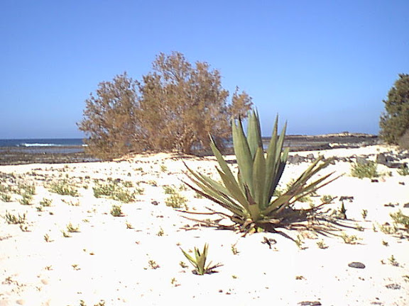 El Cotillo beach