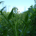 Pennycress