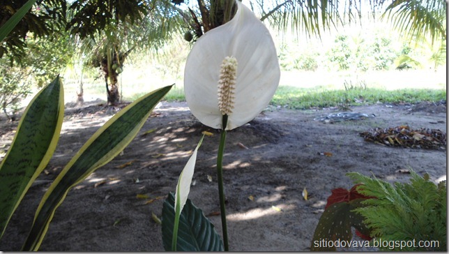 lírio da paz