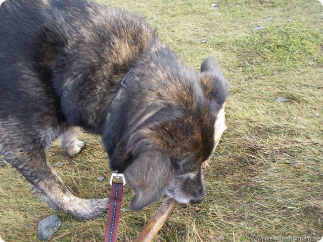 bruno teaches a lesson to a stick