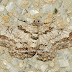 Geo%252520cleora%252520alienaria