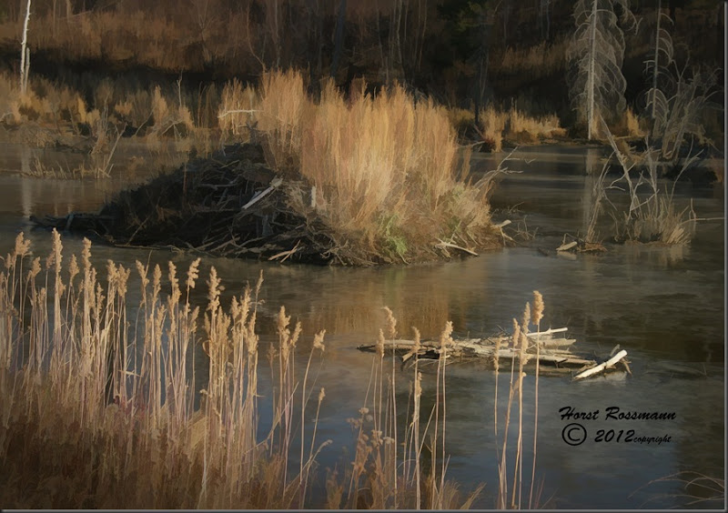 Beaverlodge on Frozen Pond copy