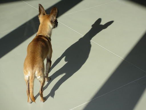 Guppy confronts the situation head on, 