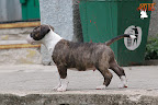 Karmacoma Shadowplay 7 weeks