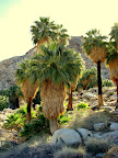 Fortynine Palms Oasis (Photo taken by Bob Moore)