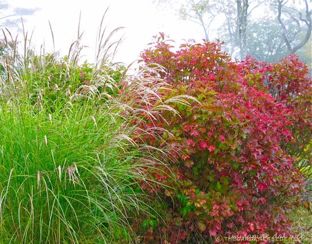 [Viburnum-trilobum-and-Miscanthus-sinensis-Wider-View%255B11%255D.jpg]