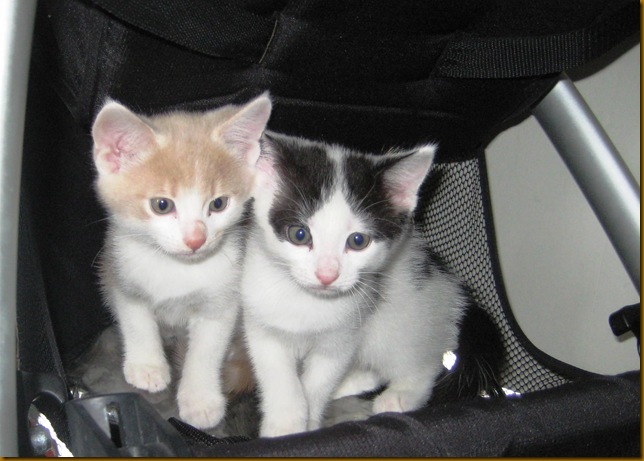 Kittens and standing 014