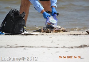 LaurelLockamyturtle0504123