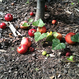  rote Äpfel