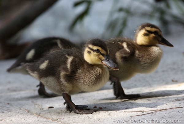 filhotes-patos-fofos-pequenos-desbaratinando (22)