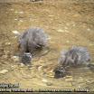 Wandering Whistling-duck Dendrocygna arcuata_03.jpg