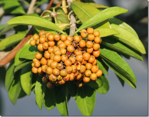 Pittosporum ferrugineumfruit Pittosporum ferrugineumfruit