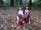 Patricia and Phil Briasco's Staffordshire Bull Terriers, Tucker and Maeve, are both AKC Champions!