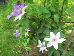 clematis 2011 elaine2