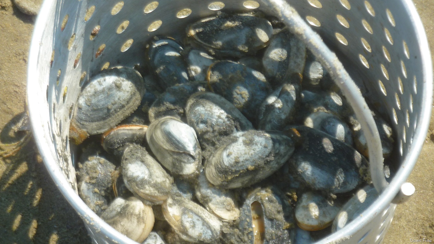 [Steamers%2520for%2520dinner_008%255B3%255D.jpg]