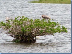 7774 Black Point Wildlife Drive, Merritt Island National Wildlife Refuge, Florida - Reddish egret