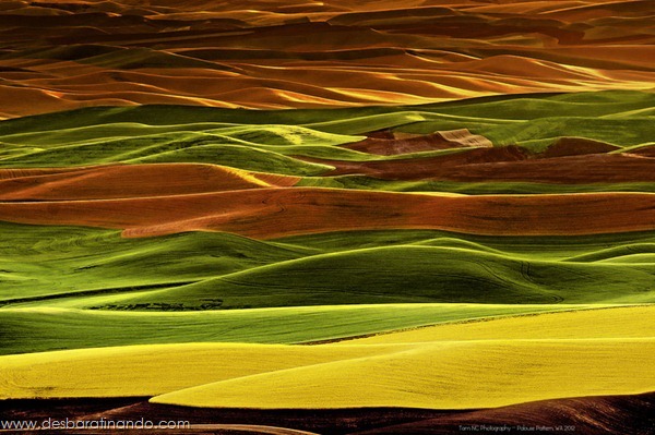 natureze-nature-padrao-pattern-desbaratinando (21) natureze-nature-padrao-pattern-desbaratinando (21)