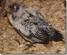 Easter Egger - 5 week sold Easter Egger - 5 week sold