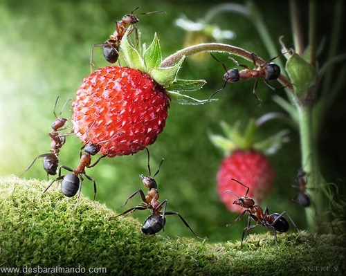 formigas inacreditaveis incriveis desbaratinando (12) formigas inacreditaveis incriveis desbaratinando (12)