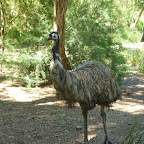 wildlife 1