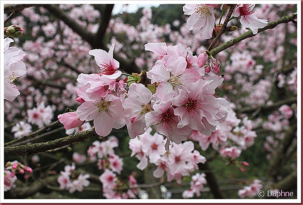 IMG_2321 IMG_2321