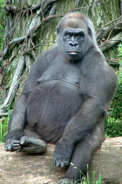 [bronx-zoo-congo-gorilla%255B8%255D.jpg]