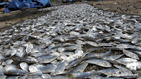 Pescaditos que luego se fríen hasta que quedan como una corteza de crujientes, y llenos de chile.