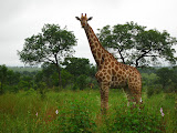 South Africa - 058.JPG