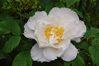 2014 április 26 Kámoni arborétum Paeonia suffruticosa fás bazsarózsa (9).jpg