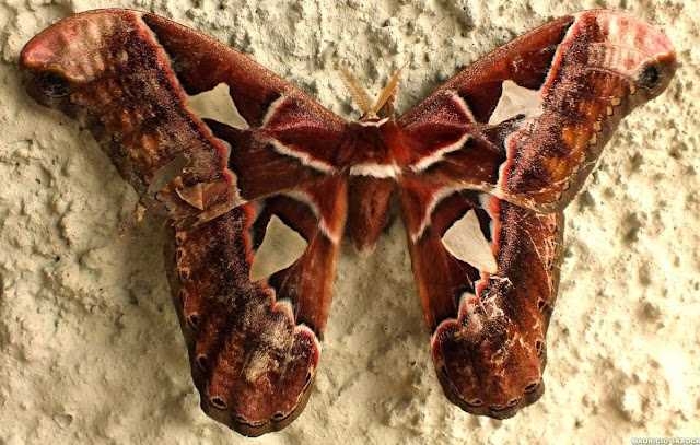 Rothschildia aurota aurota CRAMER, 1775, mâle. Environs de Curitiba (Paraná), 7 novembre 2013. Photo : Mauricio Skrock