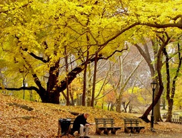 Fall in Central Park NY Fall in Central Park NY