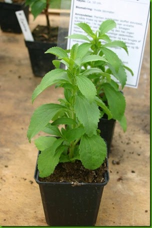 Stevia-rebaudiana