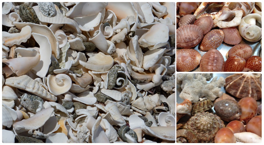 [shells2%255B4%255D.jpg]