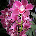 Floralia virágünnep / DSCN0522.JPG